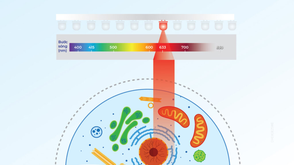 Dermalux LED hoạt động như thế nào?
