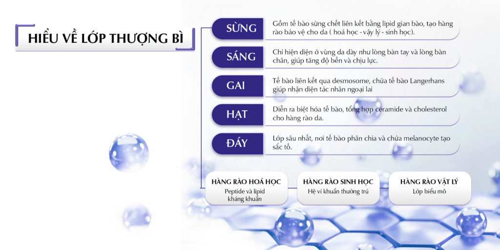 cau-truc-lop-thuong-bi